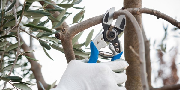 Le caratteristiche delle migliori forbici pneumatiche per potatura olivo: guida alla scelta